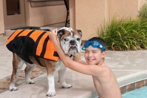 dog in pool