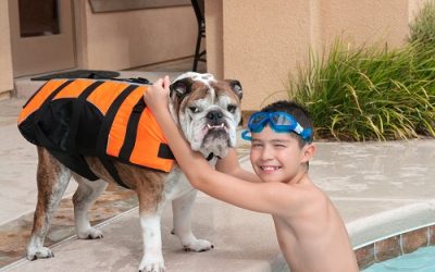 10 ways to keep your dog safe around the pool