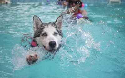 Keep new puppy safe around the swimming pool