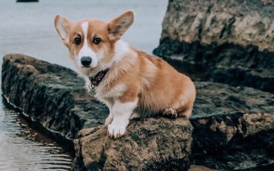 Teach your dog to swim this year