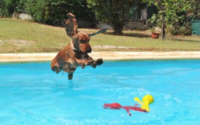 7 ways to swim safely with your dog