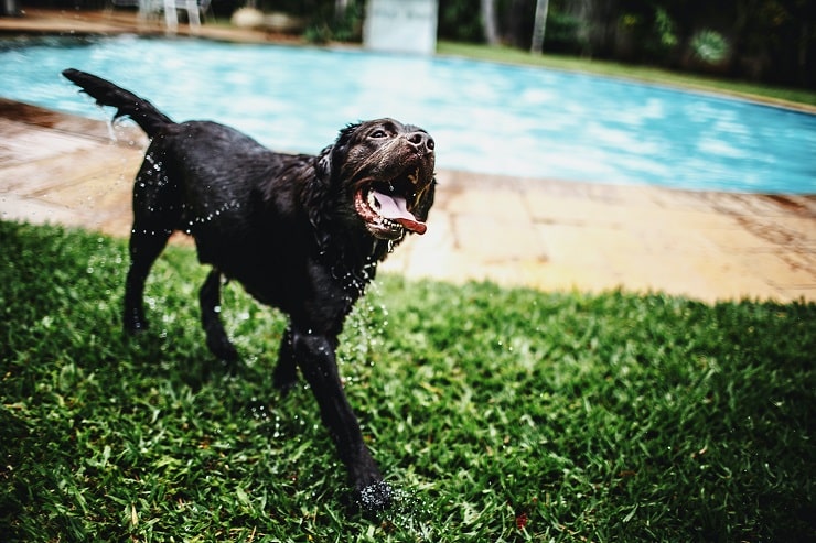 7 Ways To Keep Your Dog Safe Around The Pool